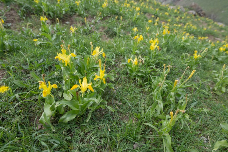 Iris bucharica photo 7