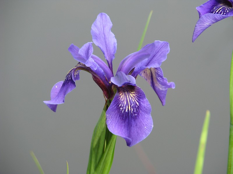 Iris bulleyana