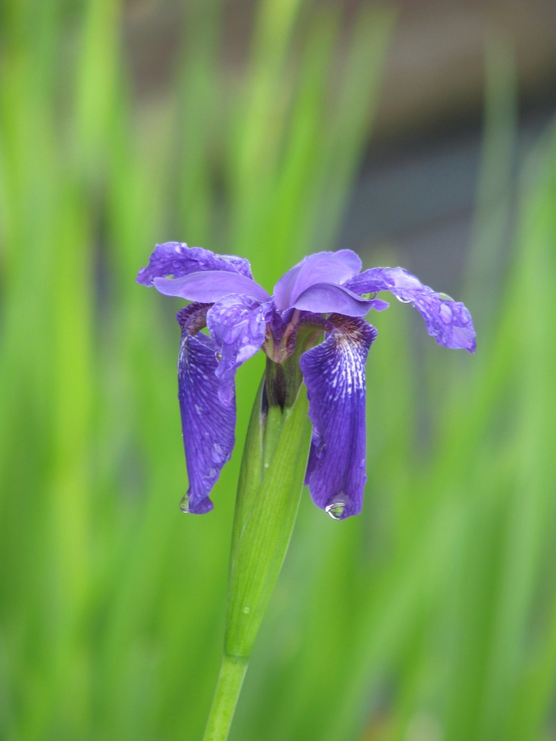 Iris bulleyana photo 2