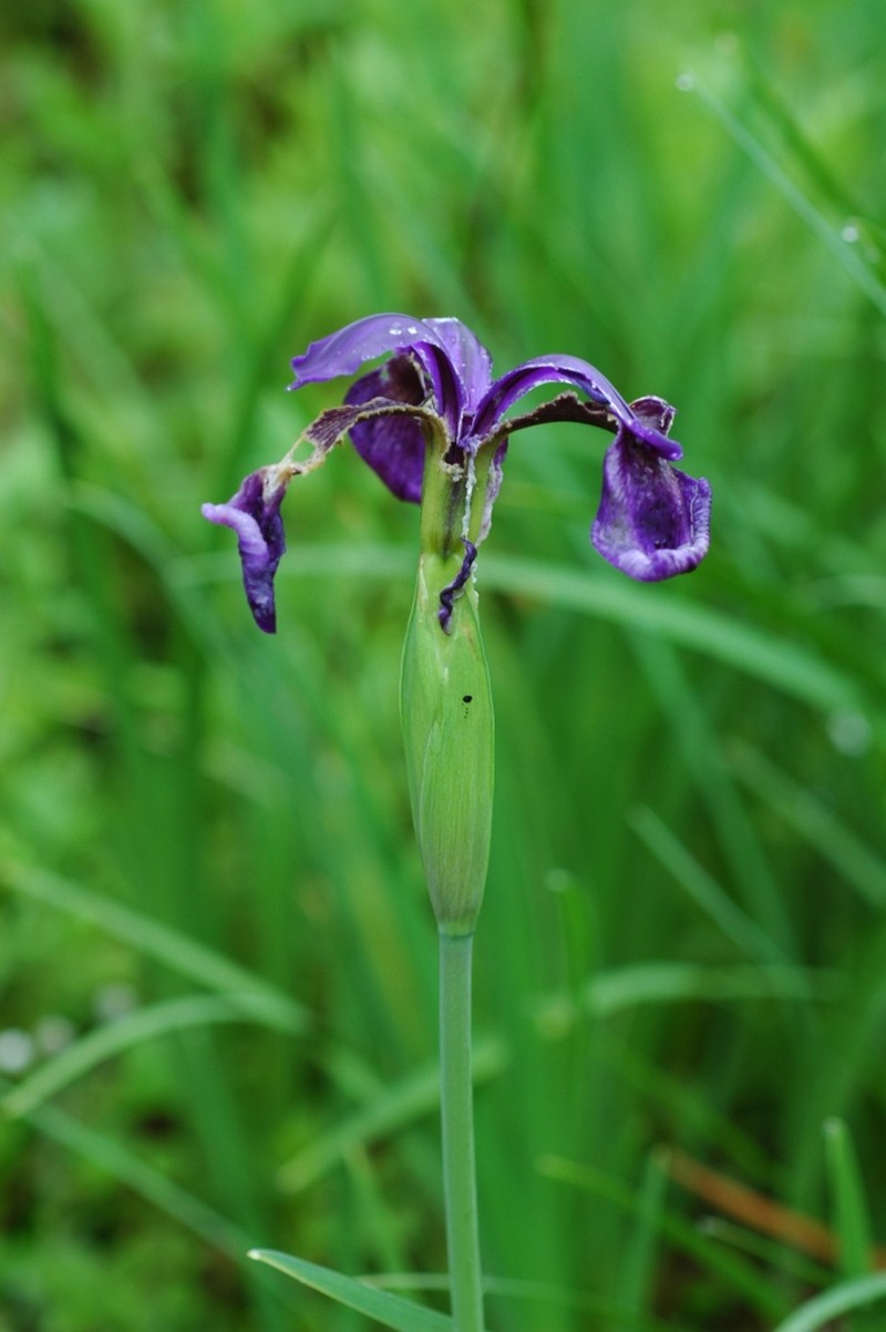 Iris bulleyana photo 3
