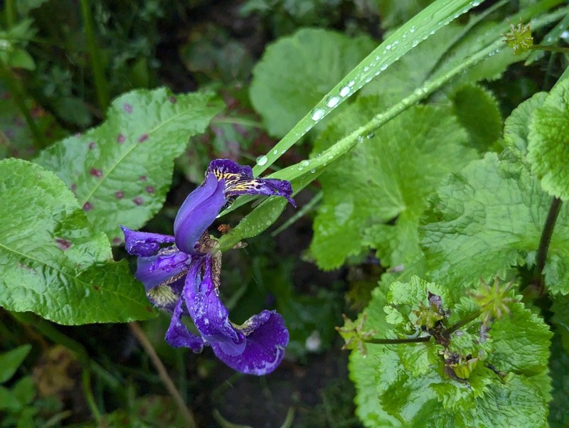Iris bulleyana photo 4