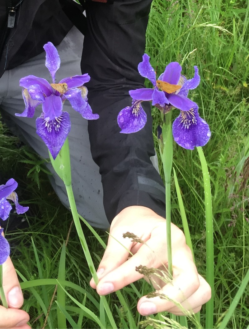 Iris bulleyana photo 5