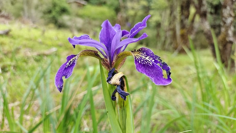 Iris bulleyana photo 6