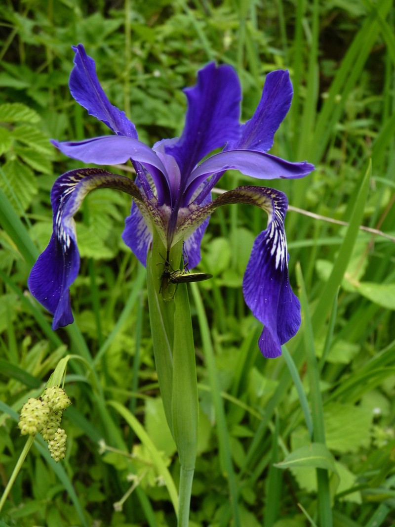 Iris bulleyana photo 7