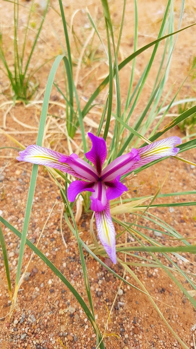 Iris bungei photo 2