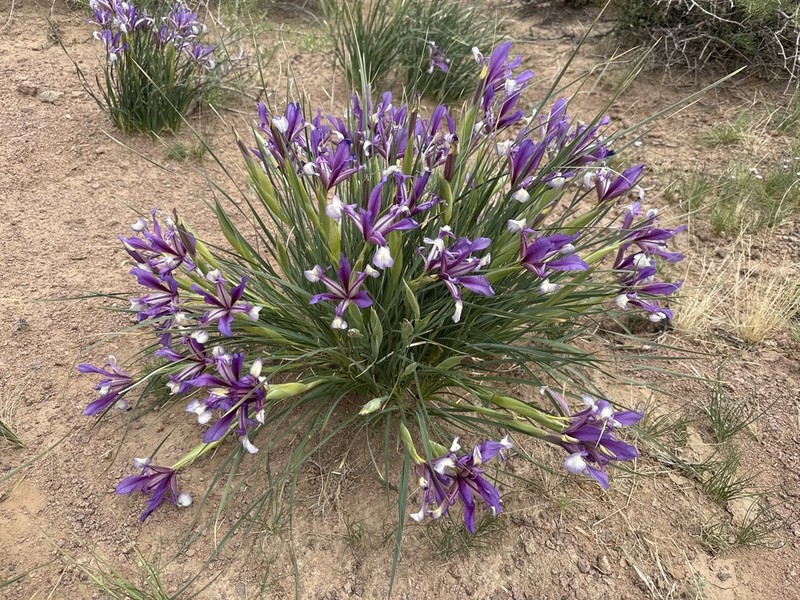 Iris bungei photo 3