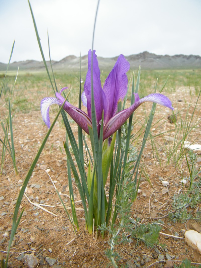 Iris bungei photo 4