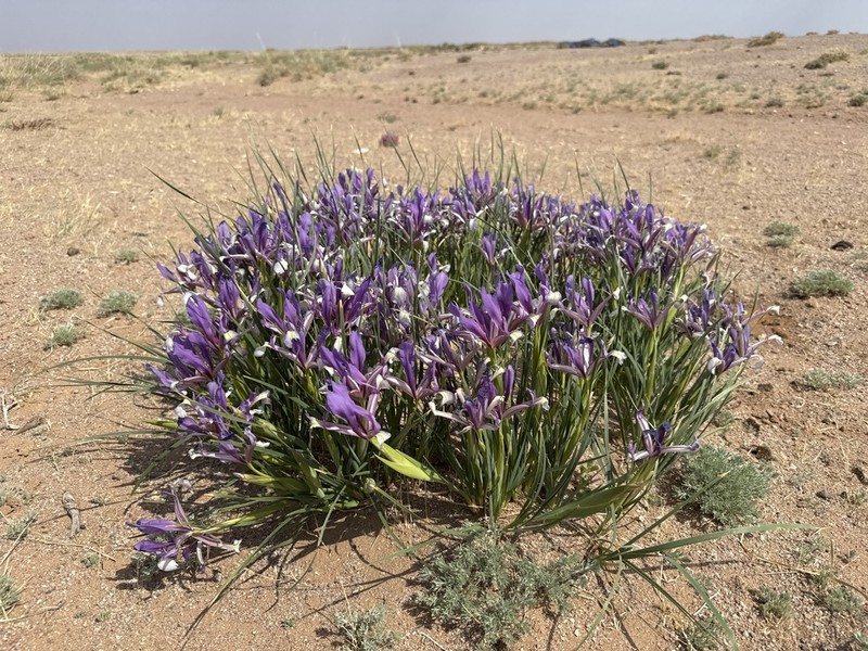 Iris bungei photo 5