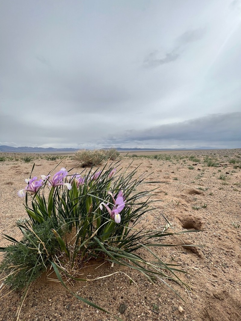 Iris bungei photo 6