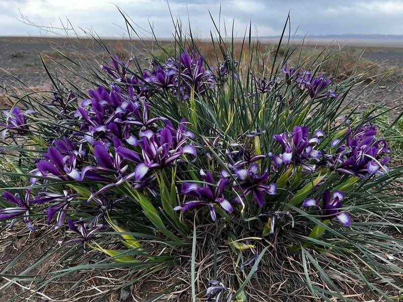 Iris bungei photo 7