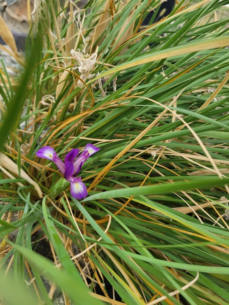 Iris bungei photo 8