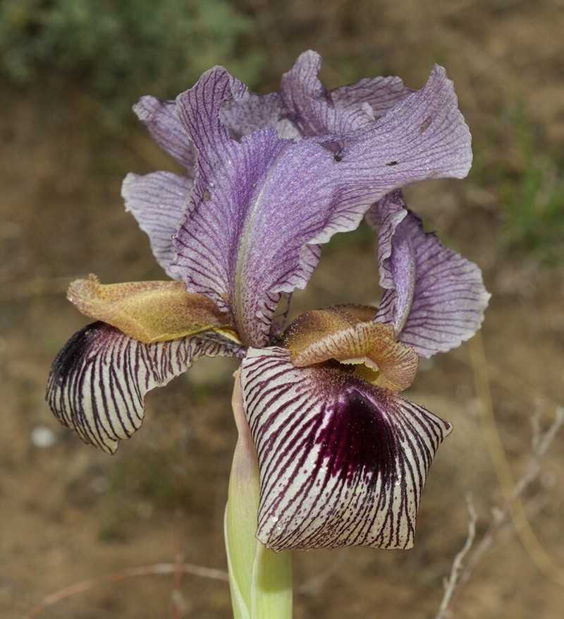 Iris camillae photo 2