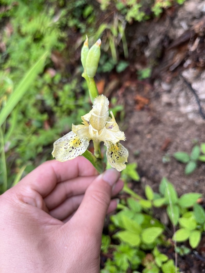 Iris cangshanensis