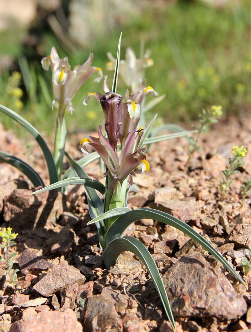 Iris capnoides photo 2