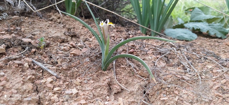 Iris capnoides photo 3