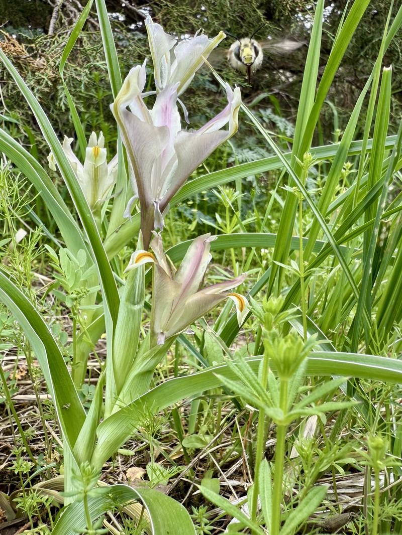 Iris capnoides