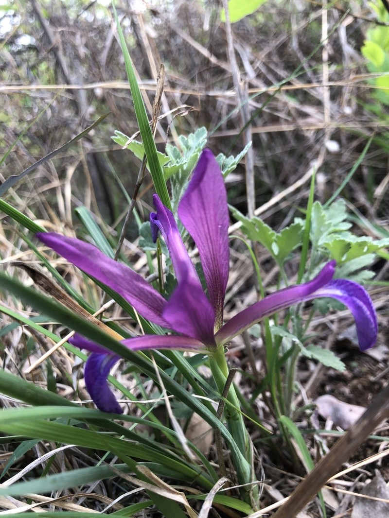 Iris cathayensis