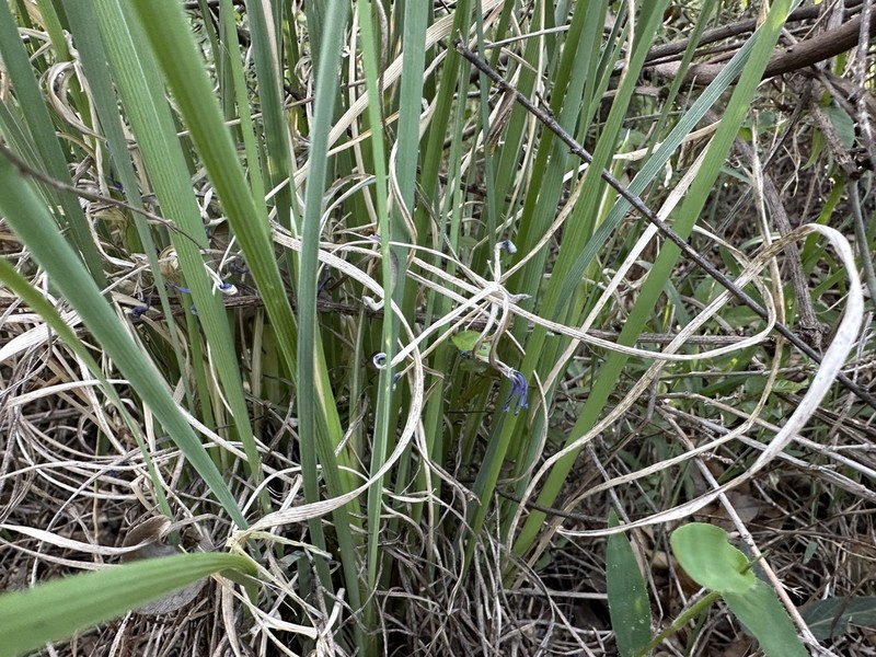 Iris cathayensis photo 2