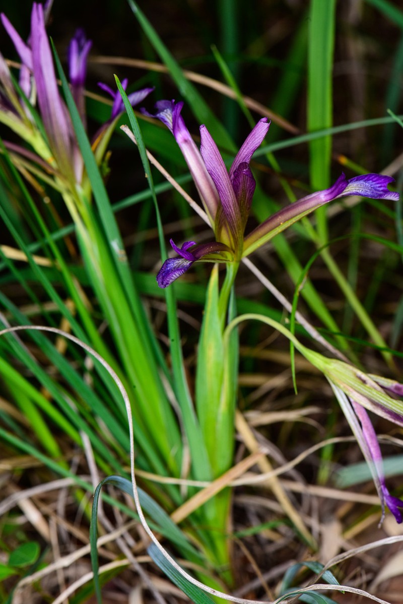 Iris cathayensis photo 3