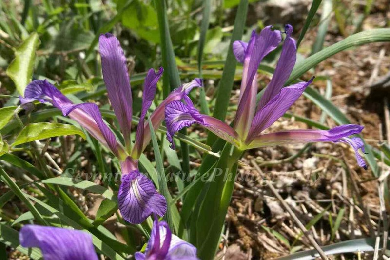 Iris cathayensis photo 4