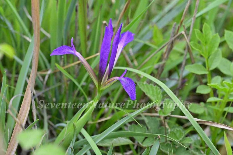 Iris cathayensis photo 5