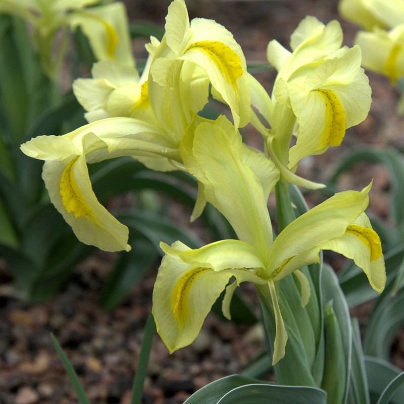 Iris caucasica