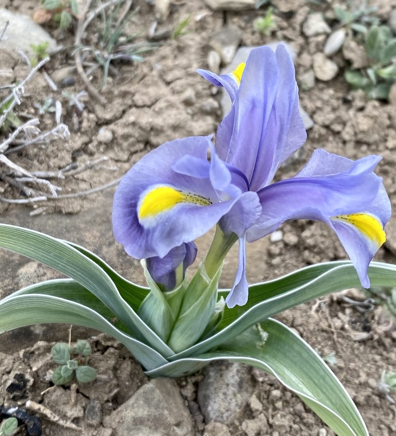 Iris caucasica photo 2