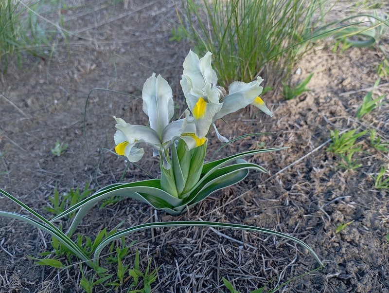 Iris caucasica photo 3