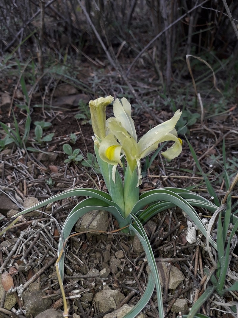 Iris caucasica photo 4
