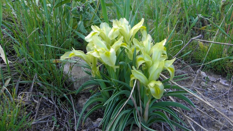 Iris caucasica photo 5