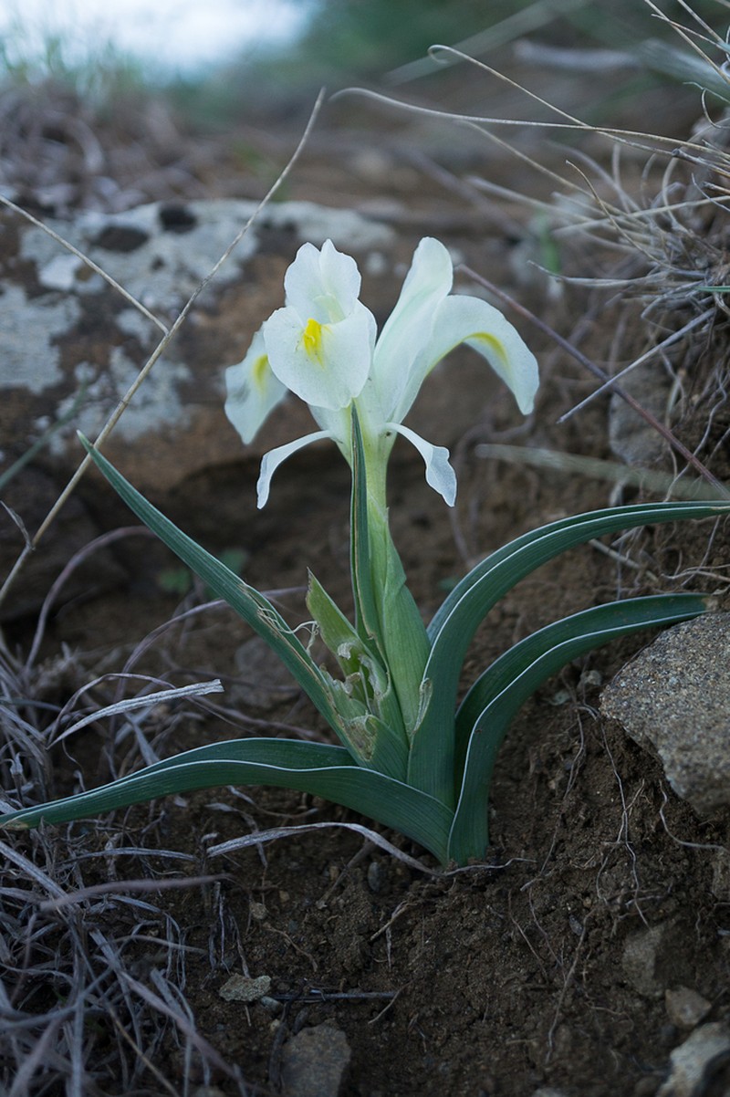 Iris caucasica photo 6