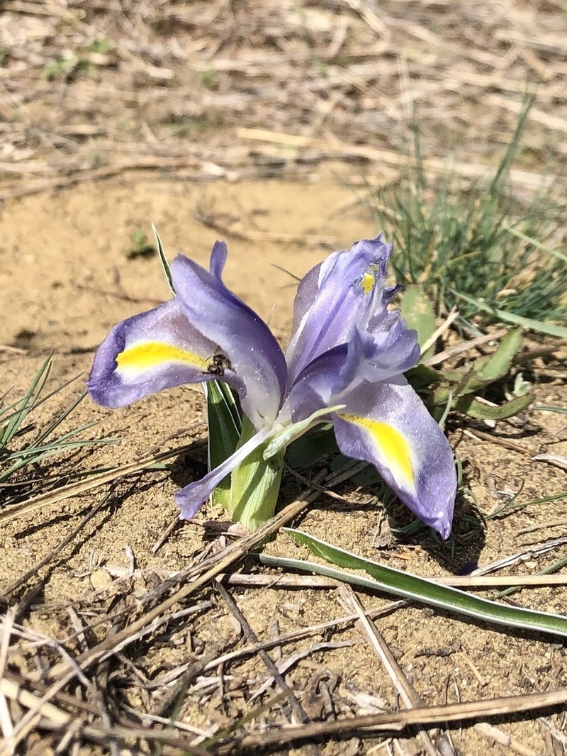 Iris caucasica photo 7