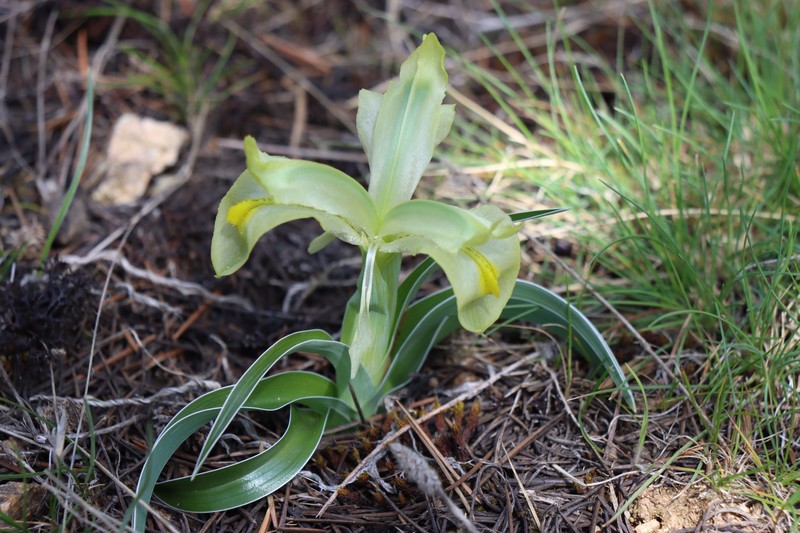 Iris caucasica subsp. turcica