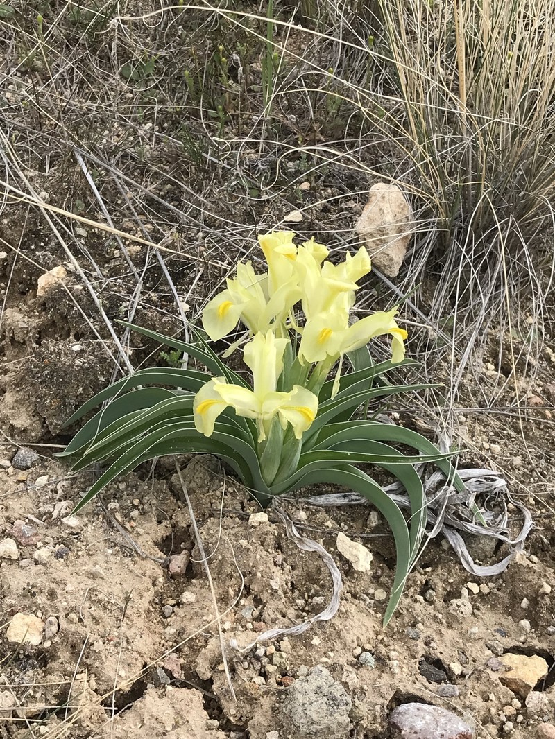 Iris caucasica subsp. turcica photo 2