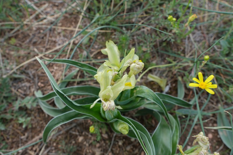 Iris caucasica subsp. turcica photo 3