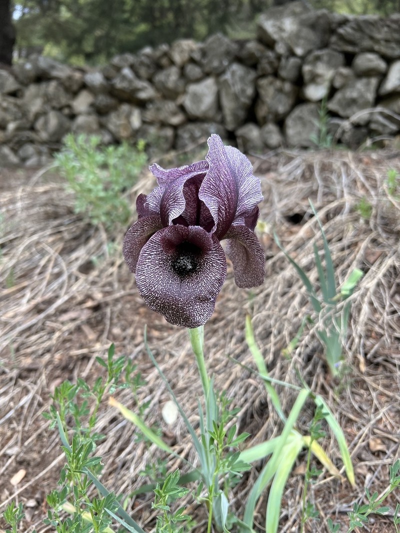 Iris cedreti