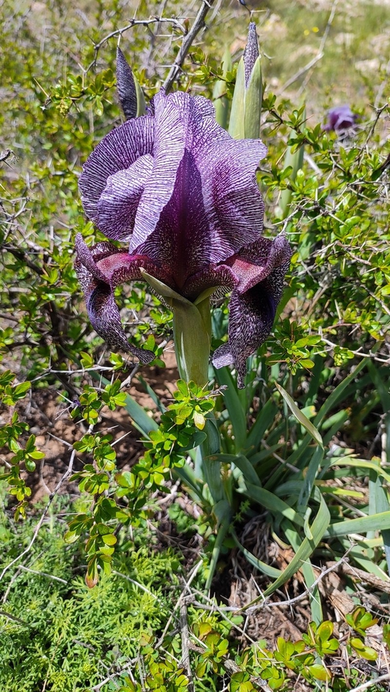 Iris cedreti photo 2