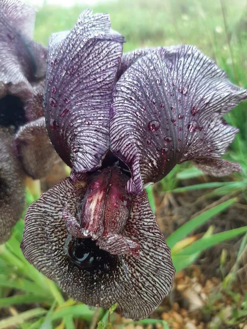 Iris cedreti photo 3