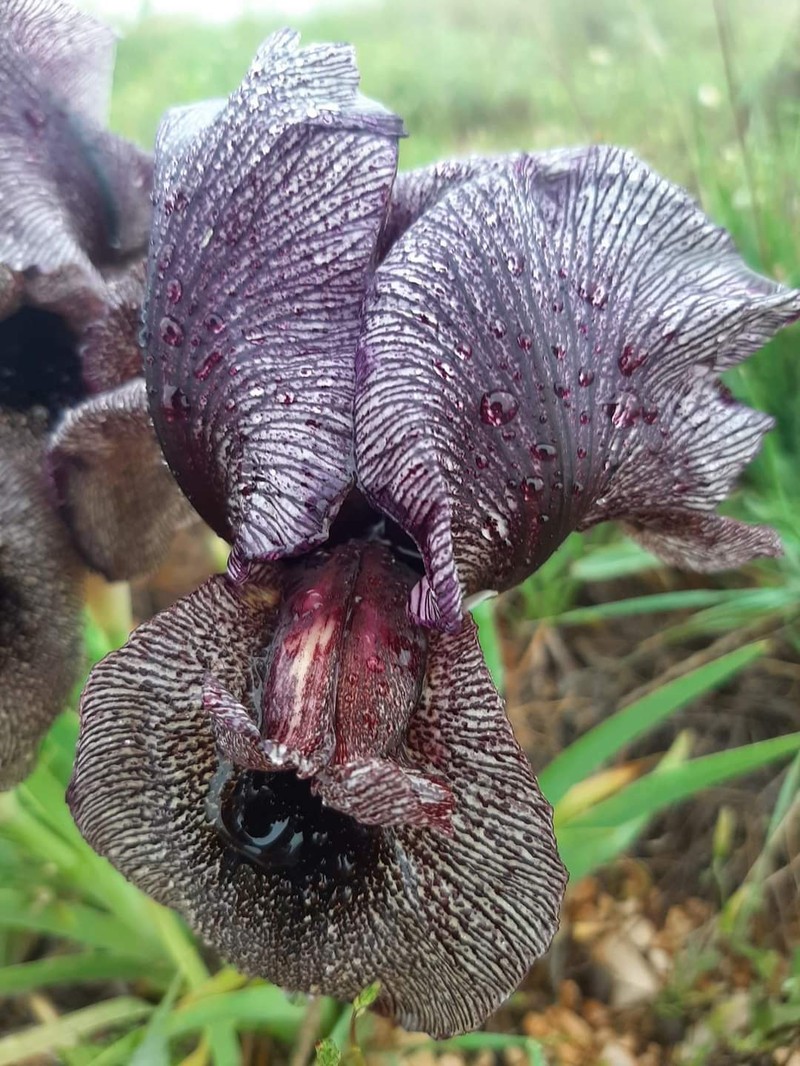 Iris cedreti photo 4