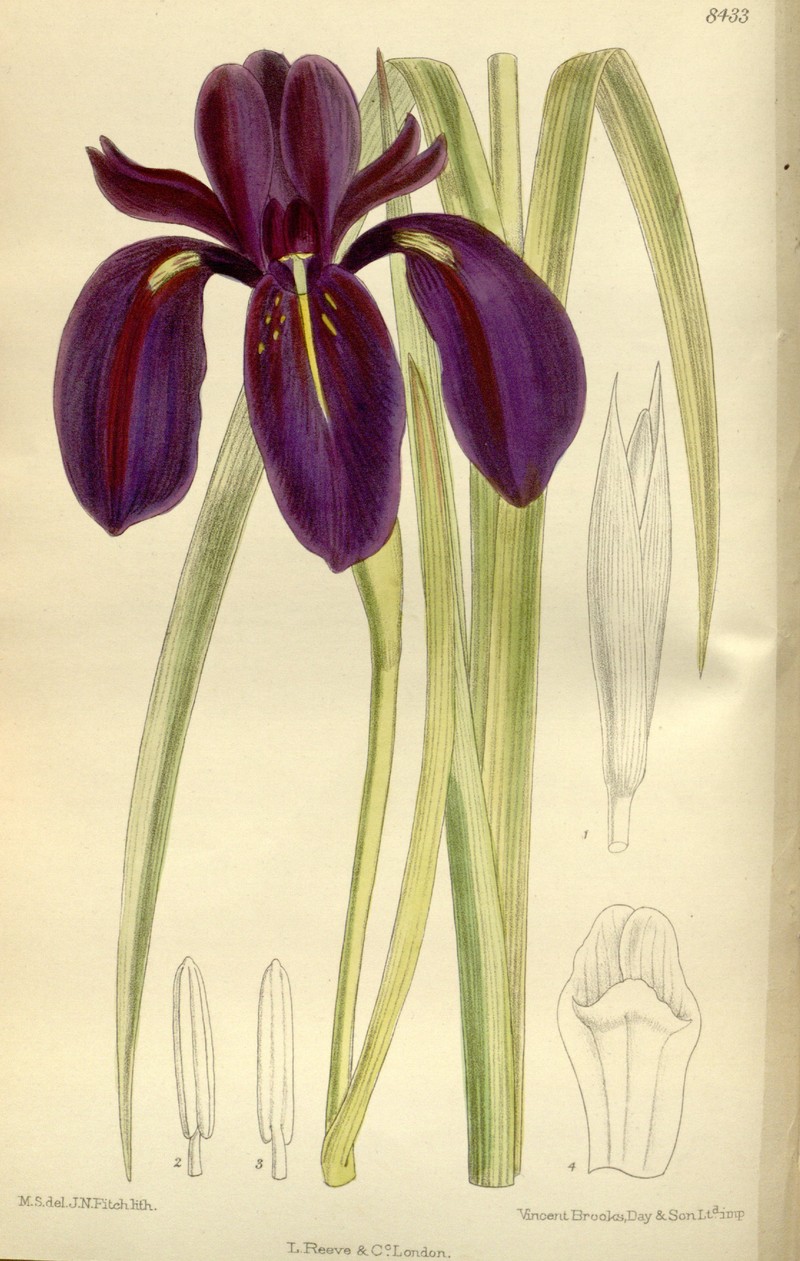 Iris chrysographes