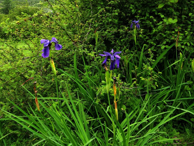 Iris chrysographes photo 2