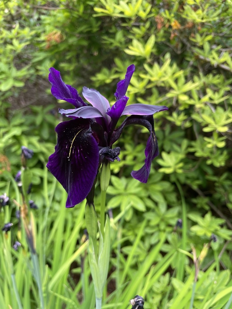 Iris chrysographes photo 3