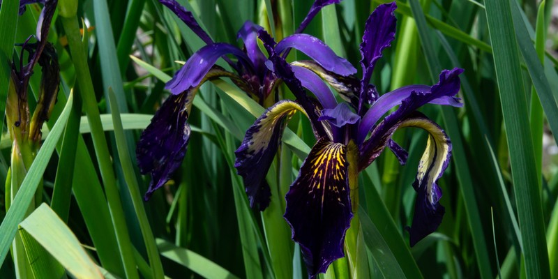Iris chrysographes photo 4