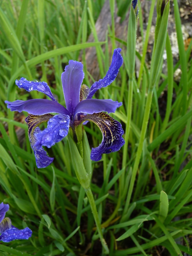 Iris chrysographes photo 5