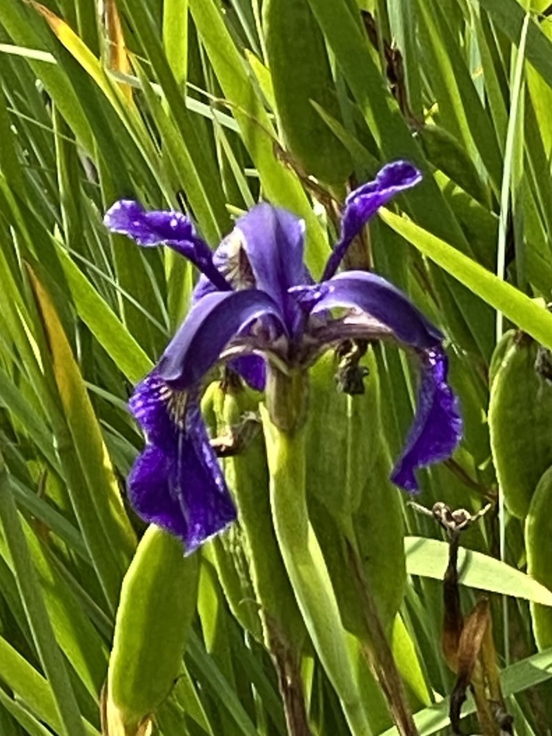 Iris chrysographes photo 6