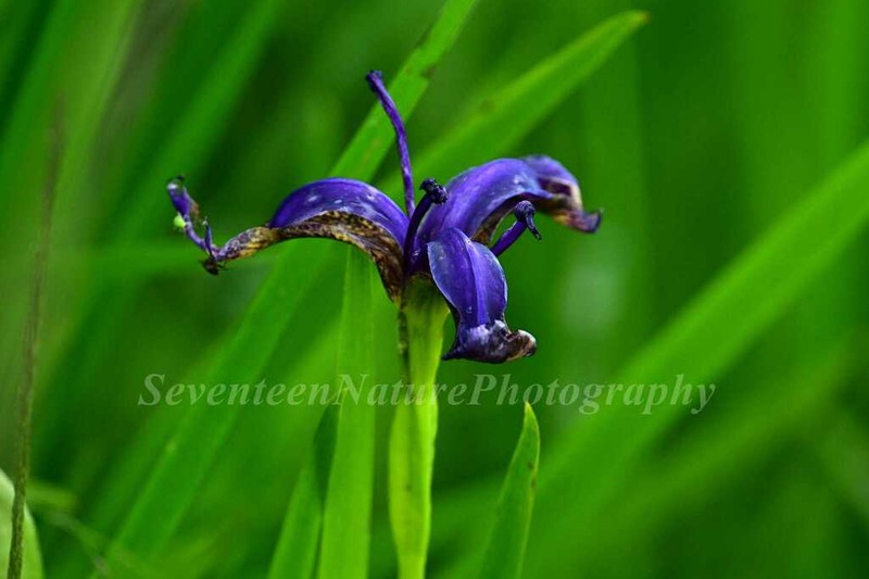 Iris chrysographes photo 7