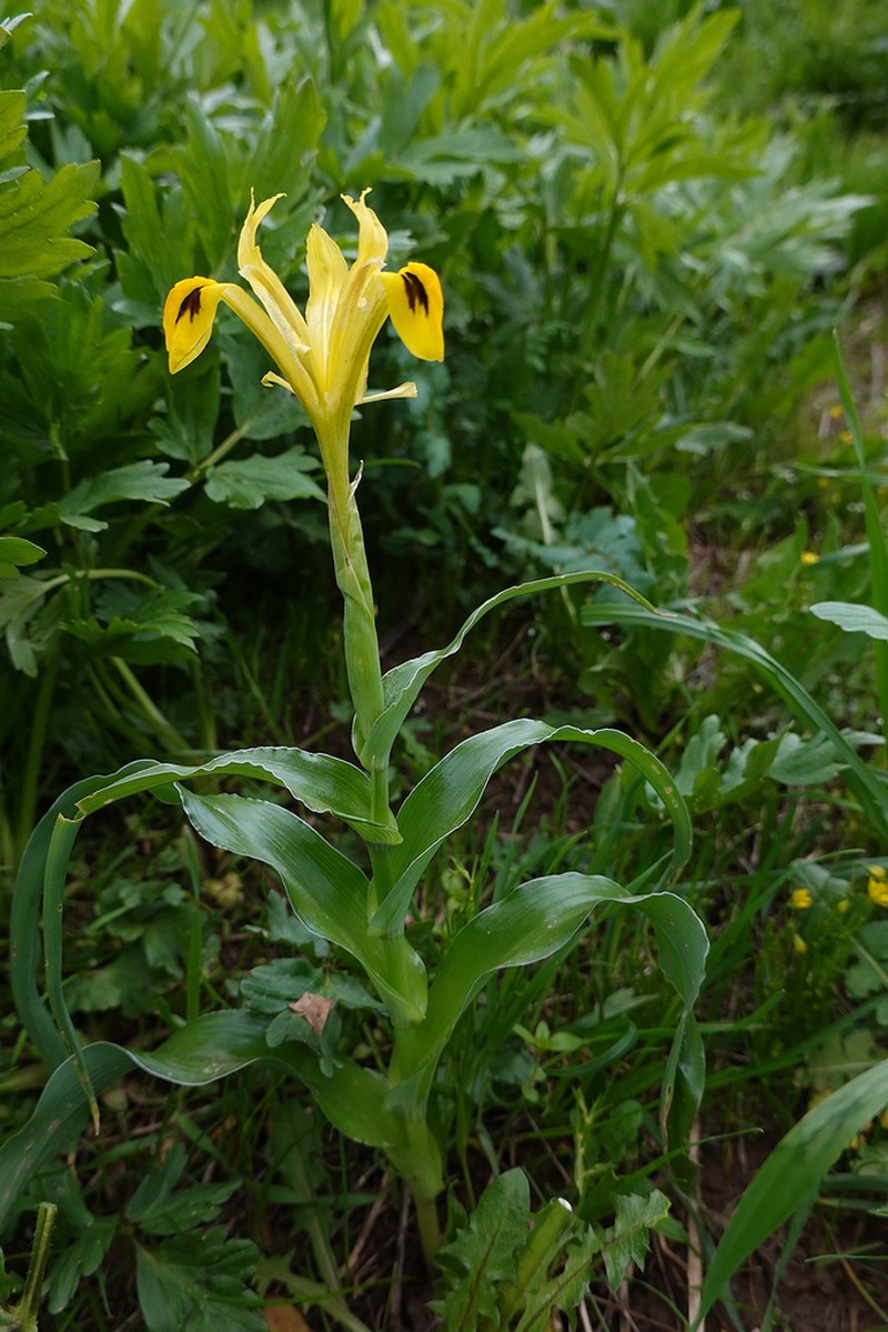 Iris chrysopetala
