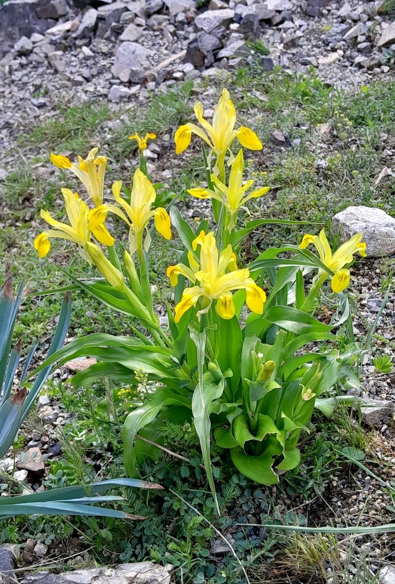Iris chrysopetala photo 2
