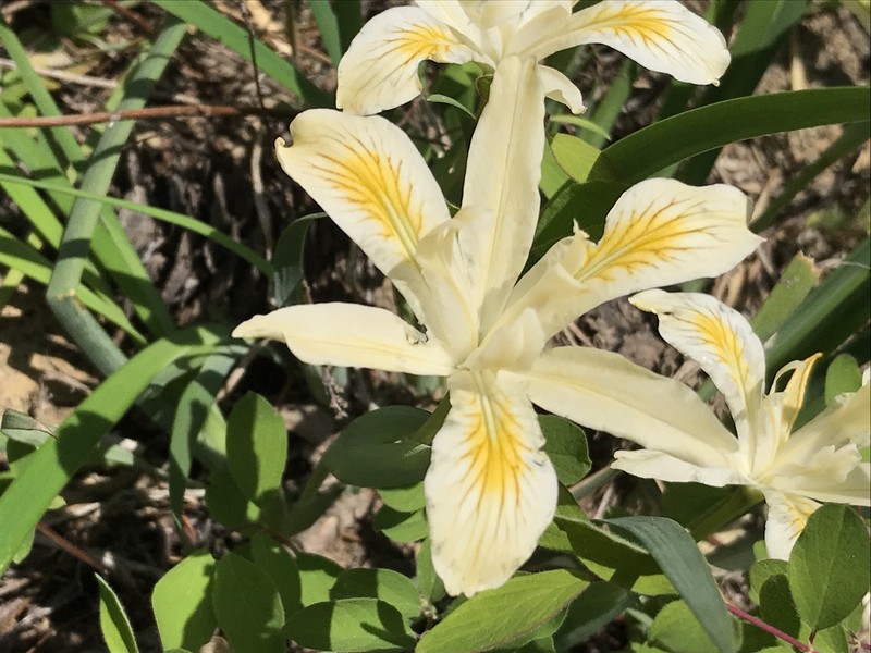 Yellowleaf Iris photo 4