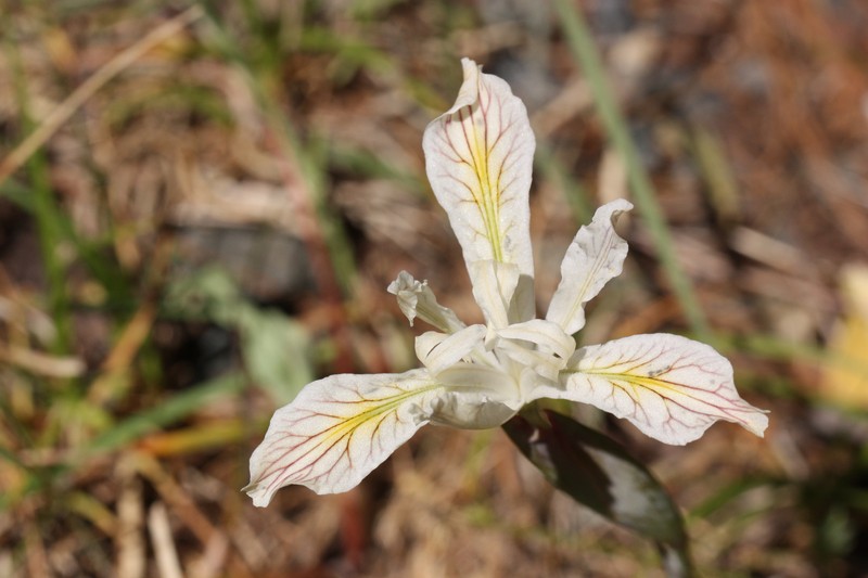 Yellowleaf Iris photo 2